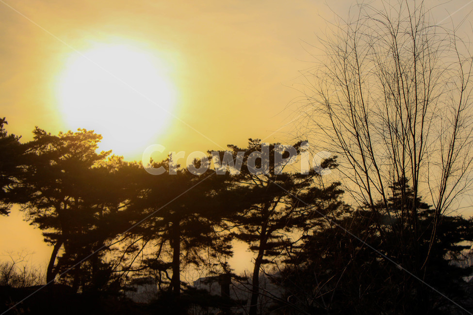 flare,햇빛,nature,플레어,light,자연,outdoors,빛,sunlight,옥외,소나무,나무