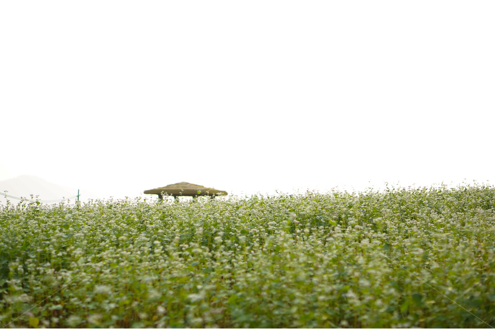 메밀꽃,가을,풍경,흰색,꽃,자연,풍경,nature,landscape,한국자연풍경,한국자연경관,korea nature landscape,plant,식물