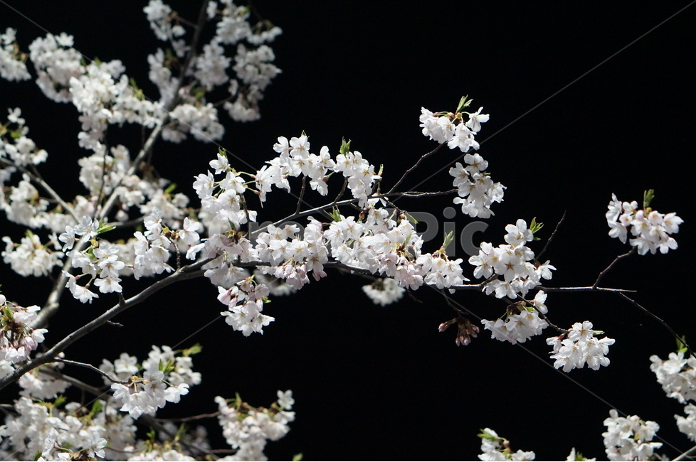 벗꽃,야경,가로등,흰색,빛,밤,봄,계절,spring,season,야경,밤,풍경,nightscape,night,landscape,식물,자연,plants,nature,꽃,flower,plant,blossom,cherry blossom,벚꽃