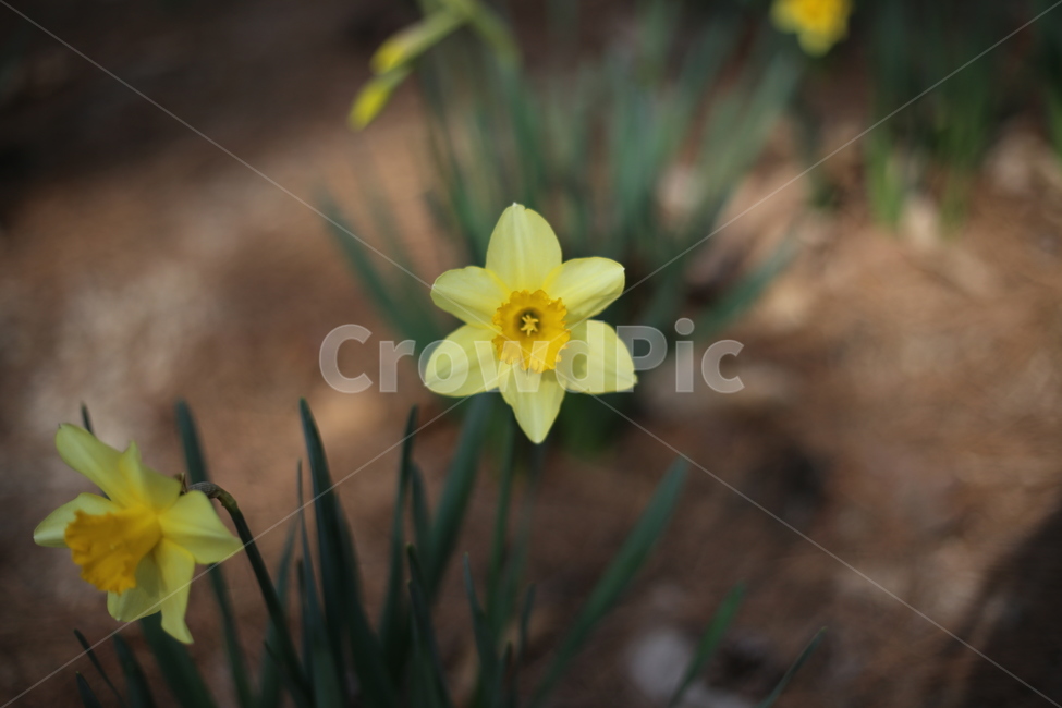 수선화,노랑,봄,봄꽃,자연,봄,계절,spring,season,식물,자연,plants,nature,꽃,flower,plant,blossom