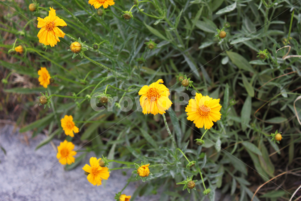 꽃,풀,식물,자연,봄,공원,flower,plant,nature,spring,park