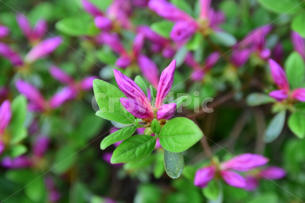 철쭉,진달래,꽃,빨간꽃,식물,자연,보라색,핑크,plant,nature,flower,네이처,플랜트,배경,화사한,식물,자연,plants,nature,꽃,flower