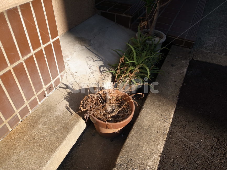 화분,그림자,햇빛,시든화분,경계,식물,자연,plants,nature