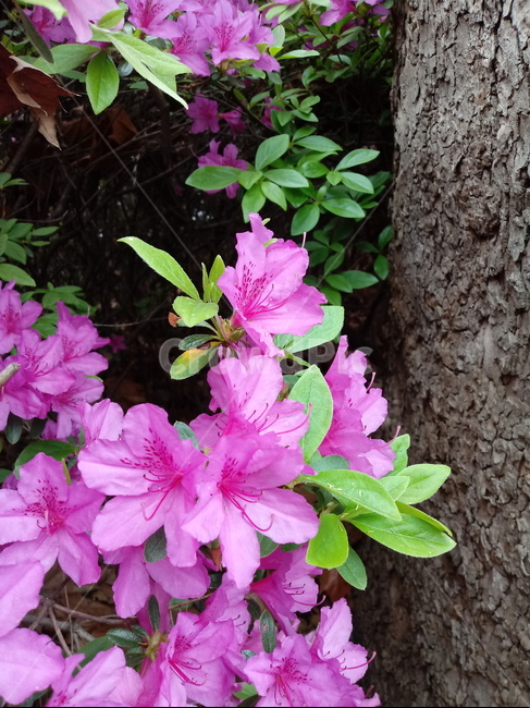 철쭉,smilerosebay,진달래과,식물,봄꽃,개꽃나무,springseasonflower,척촉화,낙엽관목,관상용