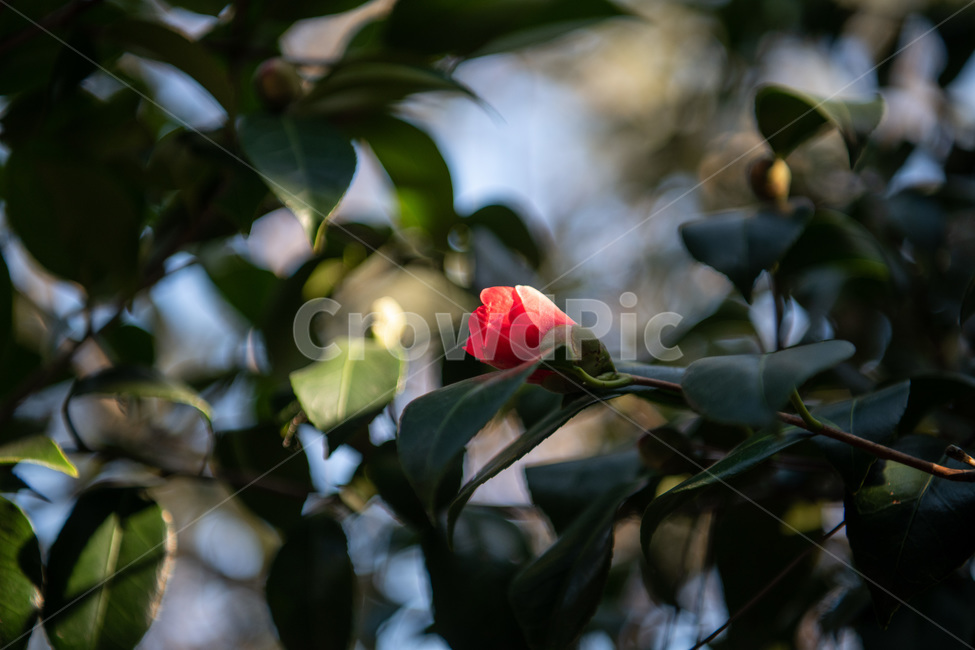 동백,꽃,겨울꽃,봄,빨강꽃,동백꽃,식물,자연,plants,nature,꽃,flower