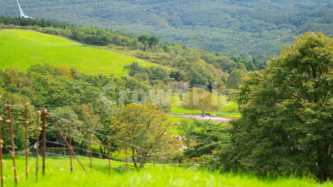 자연,nature,목초지,나무,가을,풍경,자연,풍경,nature,landscape,outdoors,옥외,grassland,field,들