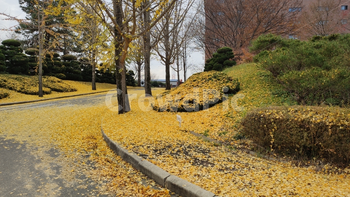 은행나무,은행잎,가로수길,낙옆,노랑잎,tree,나무,plant,식물,가을,계절,fall,autumn,season,식물,자연,plants,nature,나무,trees,wood