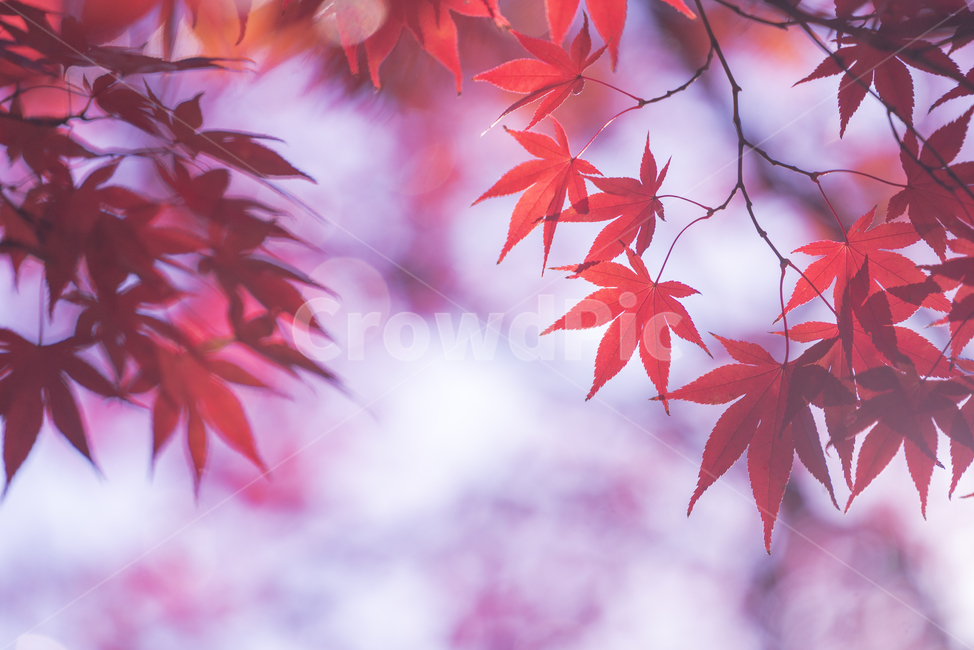 가을,자연,풍경,하늘,단풍,가을,계절,fall,autumn,season,leaf,잎,plant,식물,tree,나무