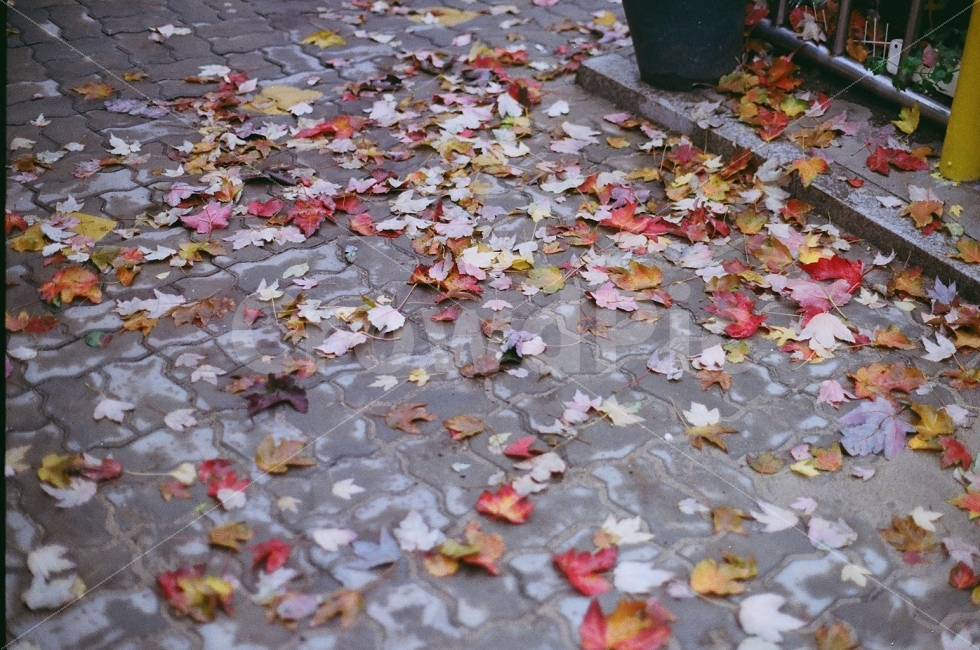 낙엽,가을,길,젖은,film,filmcamera,필카,필름카메라,가을,계절,fall,autumn,season,leaf,잎,plant,식물,petal,꽃잎,blossom,꽃,flower