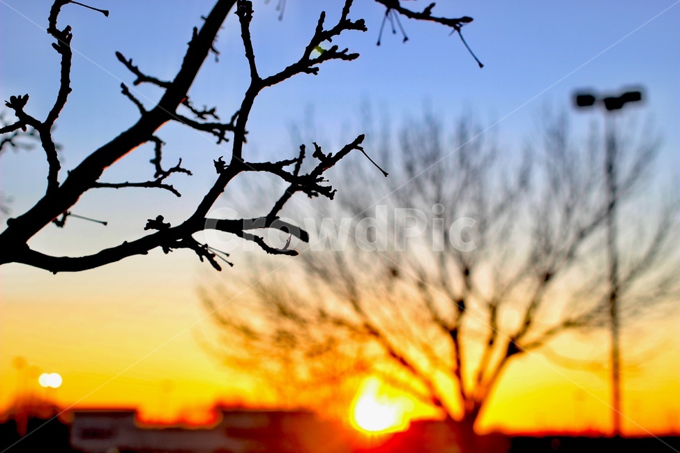 sunset,sky,view,tree,plants,blue,배경,아웃포커싱,해질녘,하늘,태양,나무,겨울,winter,그리움,lonely,night,식물,자연,plants,nature,나무,trees,wood