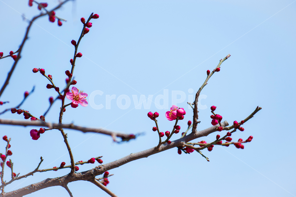 홍매화,자장매,매화꽃,통도사,봄,봄,계절,spring,season,식물,자연,plants,nature,꽃,flower,plant,blossom