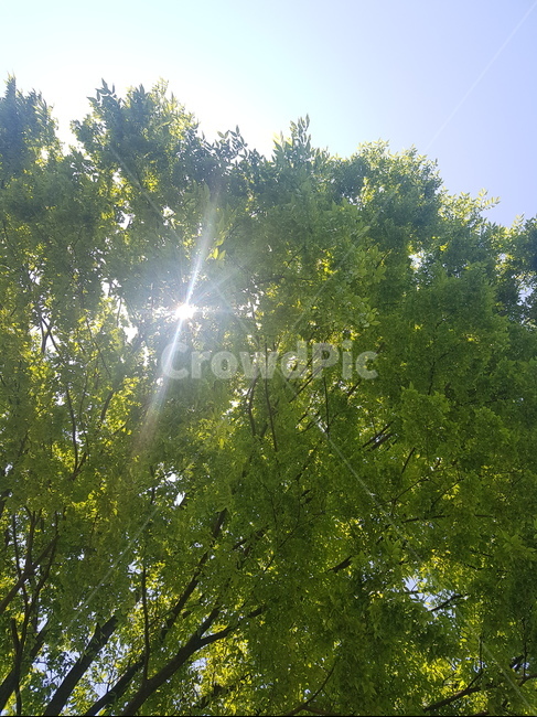 나무,나무풍경,하늘,초록,여름,green,tree