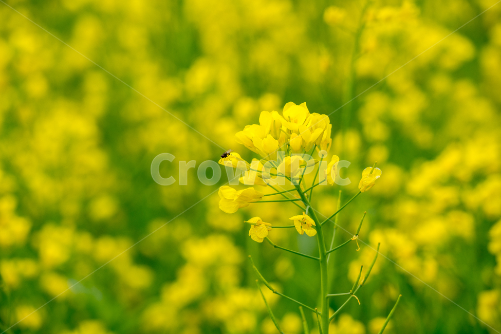 유채,봄,봄꽃,꽃,노랑,근접,풍경,자연,봄,계절,spring,season,식물,자연,plants,nature,꽃,flower,plant