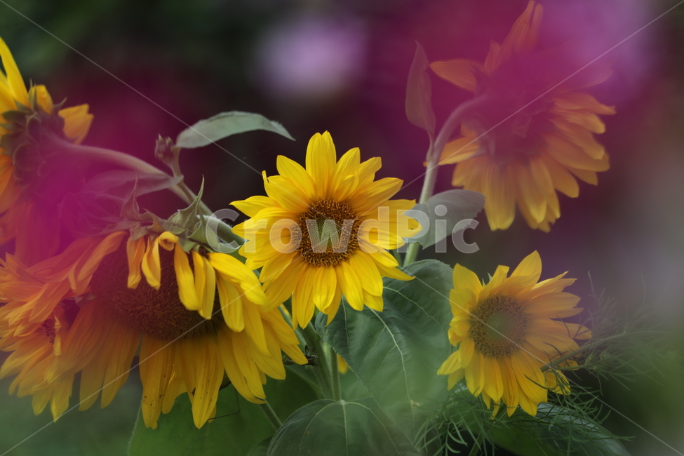 해바라기,노랑,동경,숭배,의지,식물,자연,plants,nature,꽃,flower