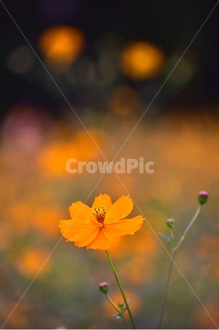노랑코스모스,코스모스,꽃,가을꽃,꽃밭,야외,노랑색,가든,옥외,park,flowers,yellowcosmos,garden,background,plant,yellow,올림픽공원,들꽃마루,outdoors,field,들,자연,nature,진노랑색꽃,가을배경,가을분위기,계절,시즌,season,보케,빛망울,식물,배경,바탕,백그라운드,blossom,가을,계절,fall,autumn,season,식물,자연,plants,nature,꽃,flower