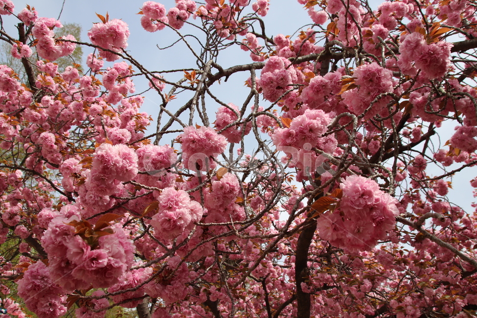 왕벚꽃,겹벚꽃,벚꽃,꽃,자연,봄,계절,spring,season,식물,자연,plants,nature,꽃,flower,plant,blossom,cherry blossom