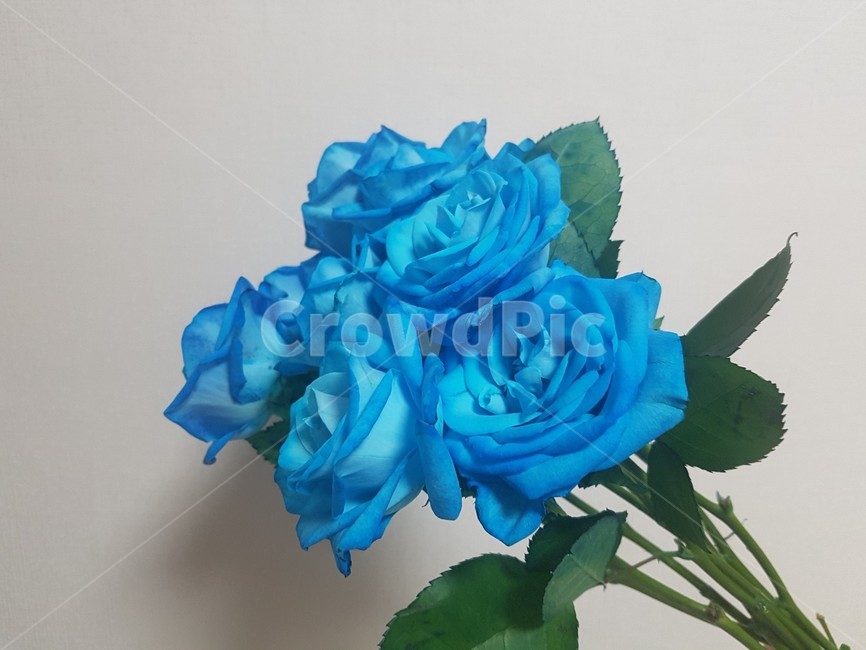 rose,장미,꽃,flower,blossom,파란색,파랑장미,파란색장미,blue,파랑꽃,파란색꽃,식물,자연,plants,nature,꽃,flower