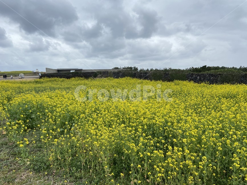 유채꽃,꽃,제주도,노란색,yellow,하늘,섬,자연,nature,field,sky,flower,식물,자연,plants,nature,꽃,flower