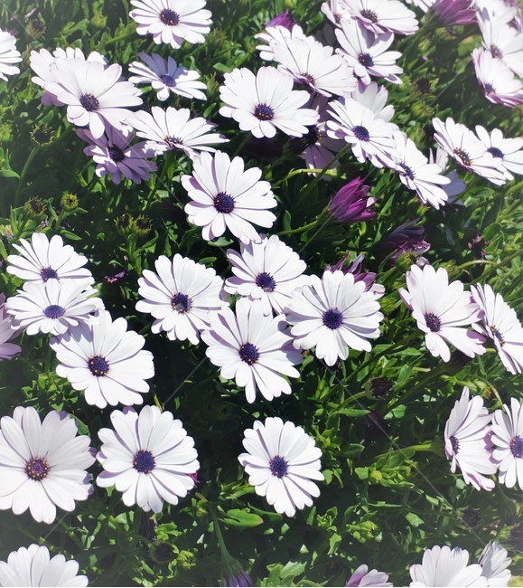 꽃,flower,자연,봄,spring,따스함,식물,자연,plants,nature,꽃,flower