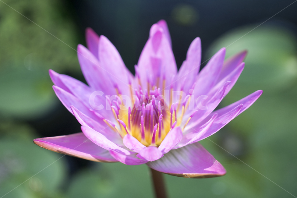 연꽃,수련,꽃,식물,자연,반영,식물,자연,plants,nature,꽃,flower