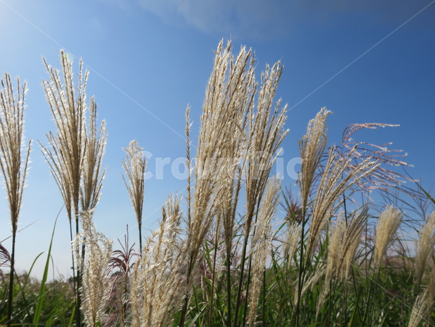식물,plant,갈대,바람,하늘,가을,식물,자연,plants,nature