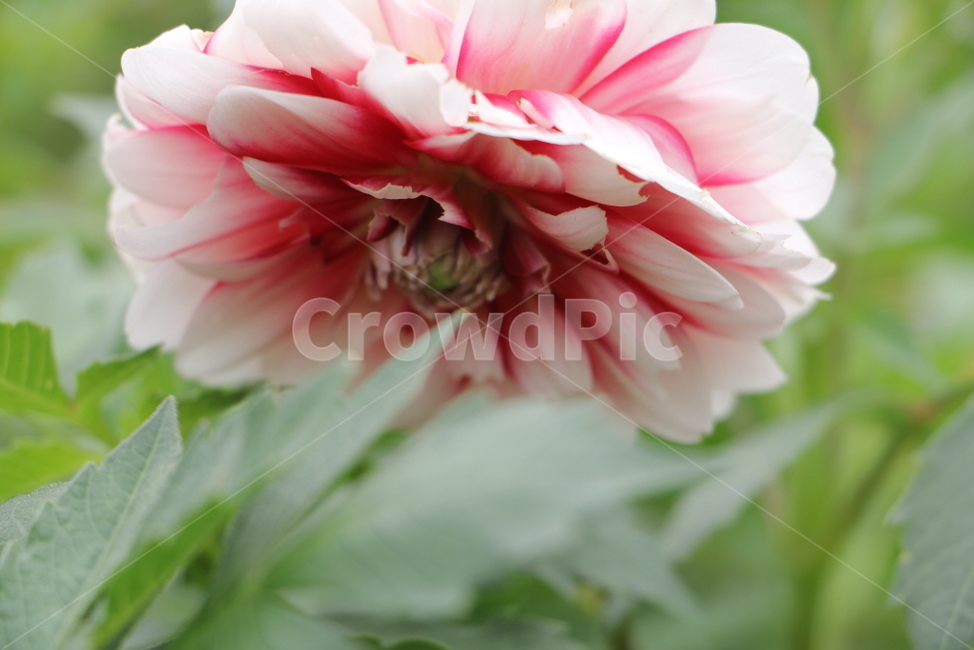 달리아,flower,꽃,식물,plant,식물,자연,plants,nature,꽃,flower