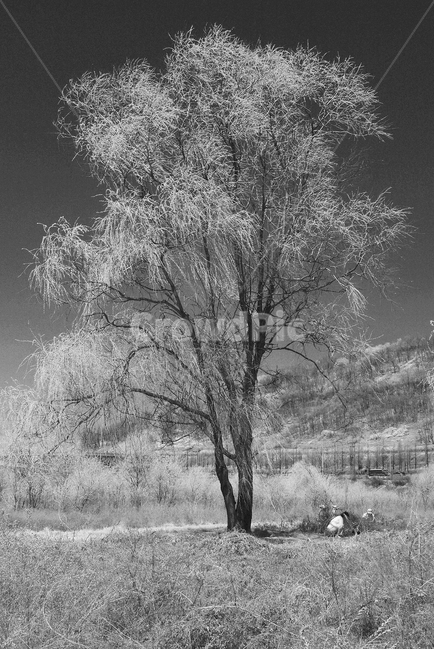 nature,자연,outdoors,옥외,tree,나무,한강고수부지,적외선,적외선카메라,적외선사진,infrared,적외선필터,흑백,흑백사진,흑백,모노톤,monochrome,black and white