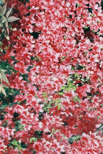 철쭉,진달래,꽃,만발,봄,개화,분홍꽃,봄꽃,꽃밭,pink,flowers,plant,식물