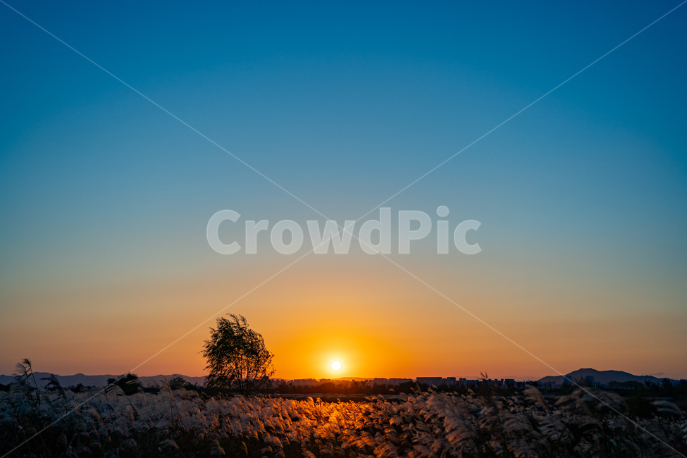 억새,일몰,sunset,가을,autumn,flamegrass,silvergrass,자연,황혼,하늘,sky,redsky,붉은하늘,자연,풍경,nature,landscape,식물,plants