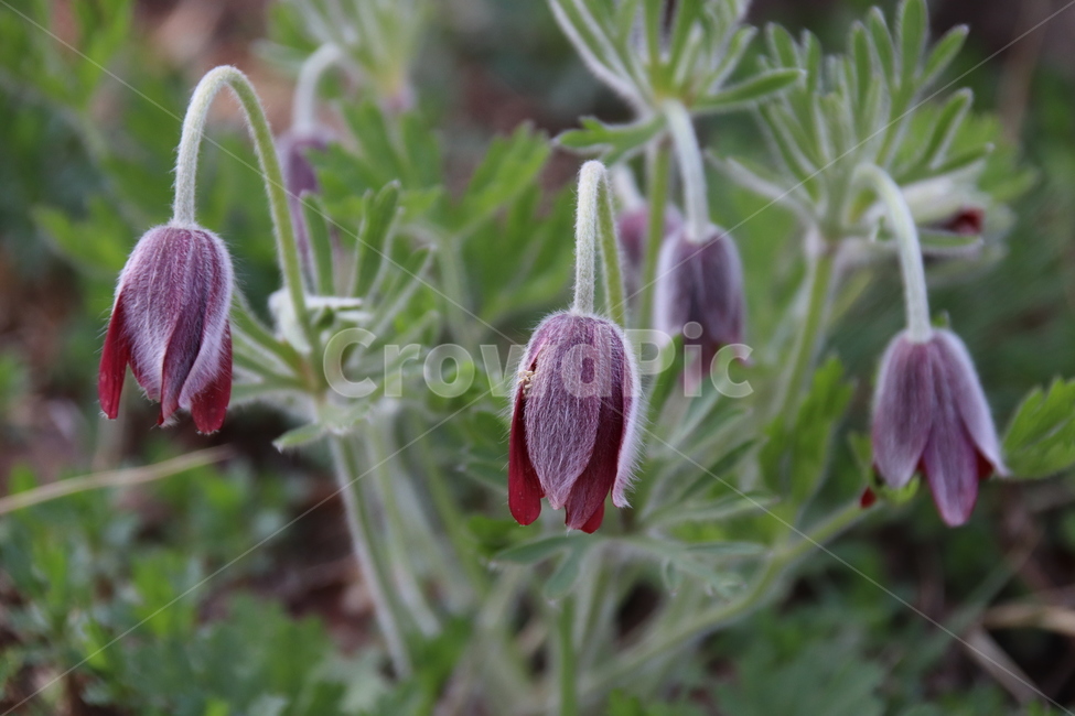 할미꽃,꽃,자연,수목원,봄,봄,계절,spring,season,식물,자연,plants,nature,꽃,flower,geranium,제라늄,plant,blossom