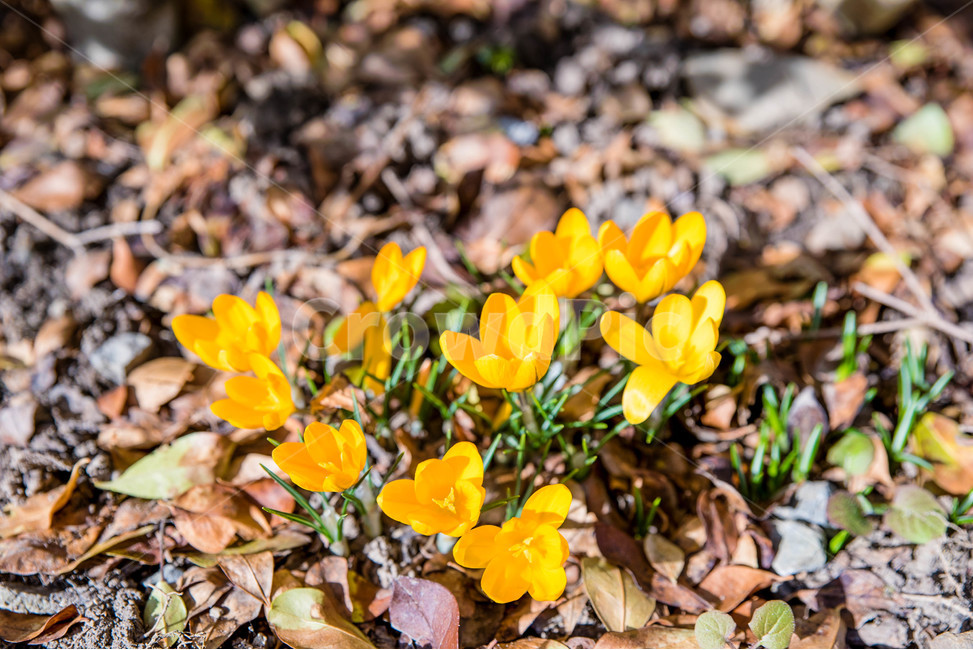 노란꽃,꽃,감성,계절,flower,yellow,season
