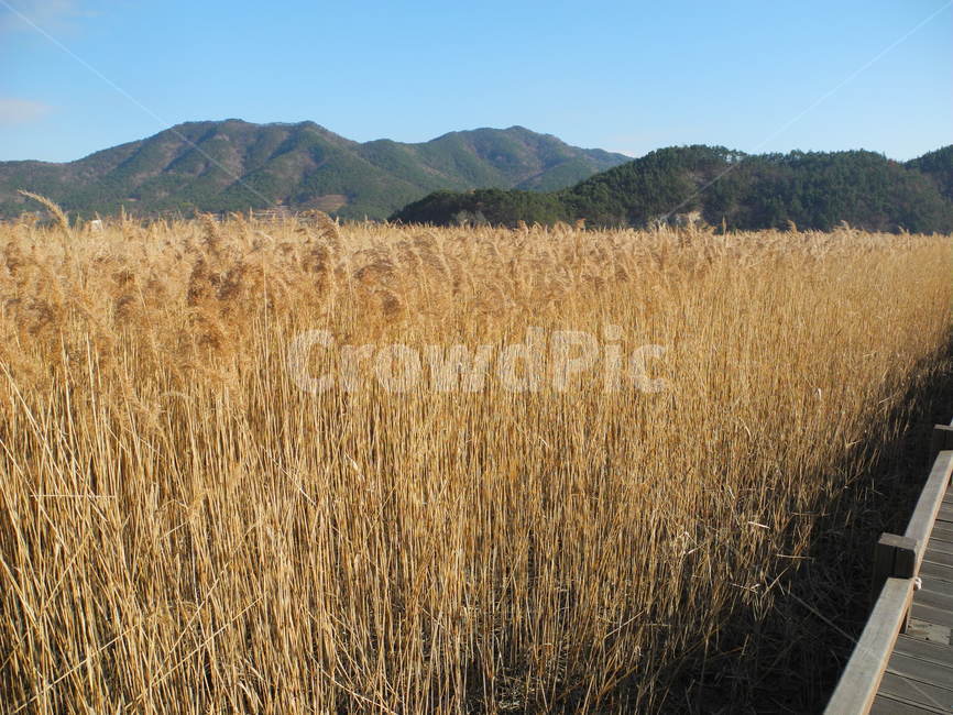 순천만,갈대,자연,풍경,바람