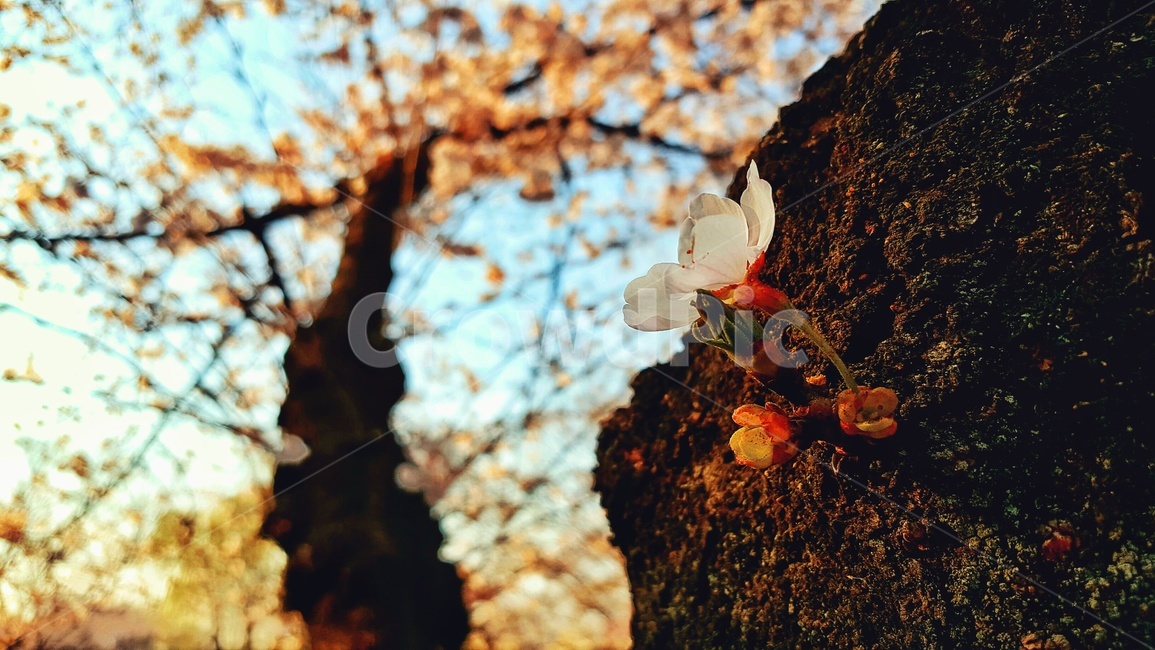 벚꽃,벚꽃나무,나무,풍경,자연,꽃,꽃잎,봄,계절,spring,season,식물,자연,plants,nature,꽃,flower,plant,cherry blossom,blossom