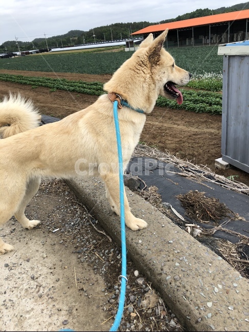 동물,반려동물,개,강아지,힐링,휴식,반려견