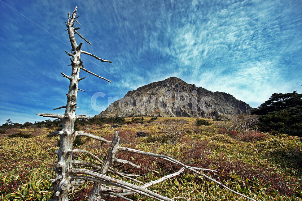 남벽,제주도,한라산,돈내코코스,고사목,천년목,암벽,자연,풍경,nature,landscape,한국자연풍경,한국자연경관,korea nature landscape,제주도,jeju,jeju island,outdoors,옥외