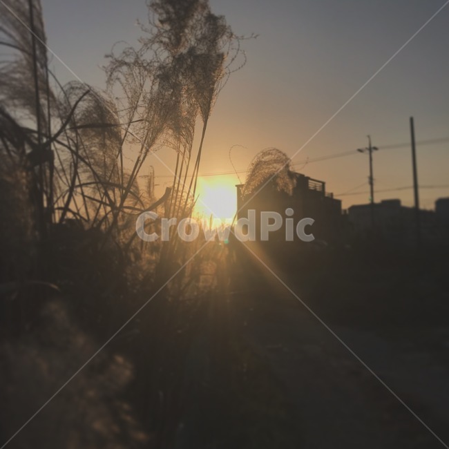 햇빛,노을,전봇대,갈대,건물,하늘,주황,감성,빛,자연,풍경,nature,landscape,flare,플레어,light,sunlight