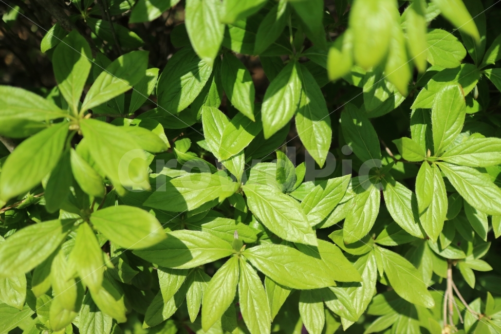 원본,원본의,자연의,자연,잎,잎사귀,초록,초록의,초록색,green,nature,leafs,배경,배경의,나뭇잎,나무,푸른,푸르른,푸르다,여름,햇빛,식물,자연,plants,nature
