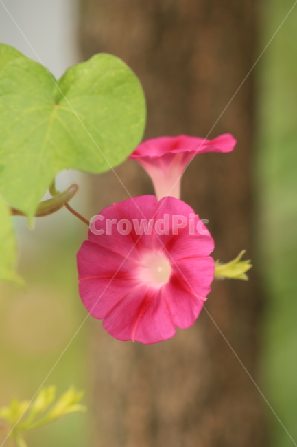 flower,꽃,geranium,제라늄,plant,식물,나팔꽃,야생화,분홍꽃,들꽃