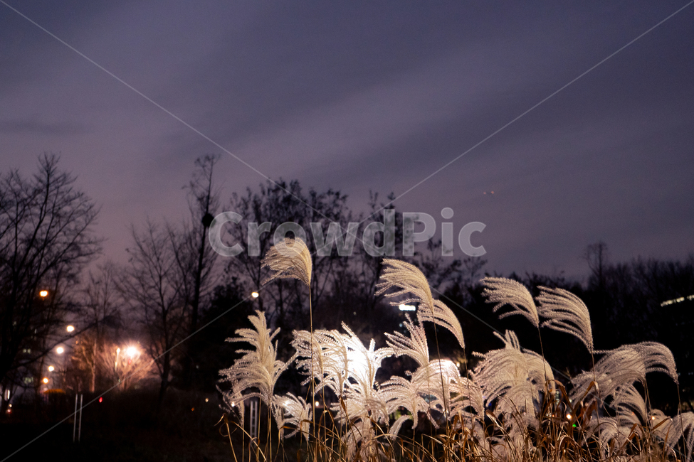 갈대,reed,식물,plant,잔디,grass,탄천,공원