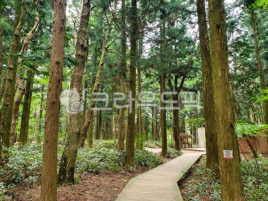 forest,green,Jeju,nature,I want to buy it,tree,vegetation,verdure,trail,foot of the mountain,outdoors,Saryeoni Forest Trail,road,walking,wood,forest road