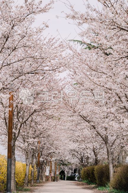 spring,cherry blossom tree,Cherry Blossom,nature,cherry blossom road,background,cherryblossom