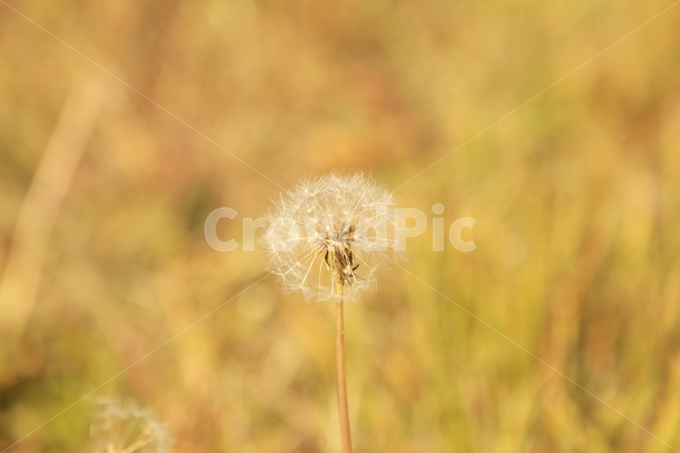민들레,산,들,야생,가을,씻앗,자연,아웃포커싱,식물,자연,plants,nature,색깔,색상,색채,색감,color sense,color sensitivity,feeling of color