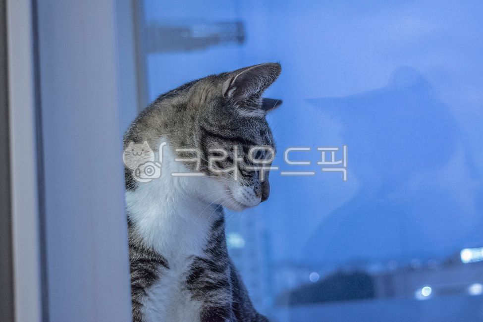 kitty,Pets,Korean Shorthair,kitten,cat,nose short,animal,mammalia,pet