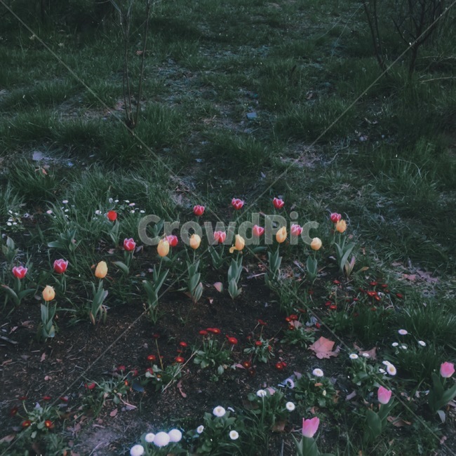 꽃,봄,필름사진,톤다운,튤립,plant,식물,blossom