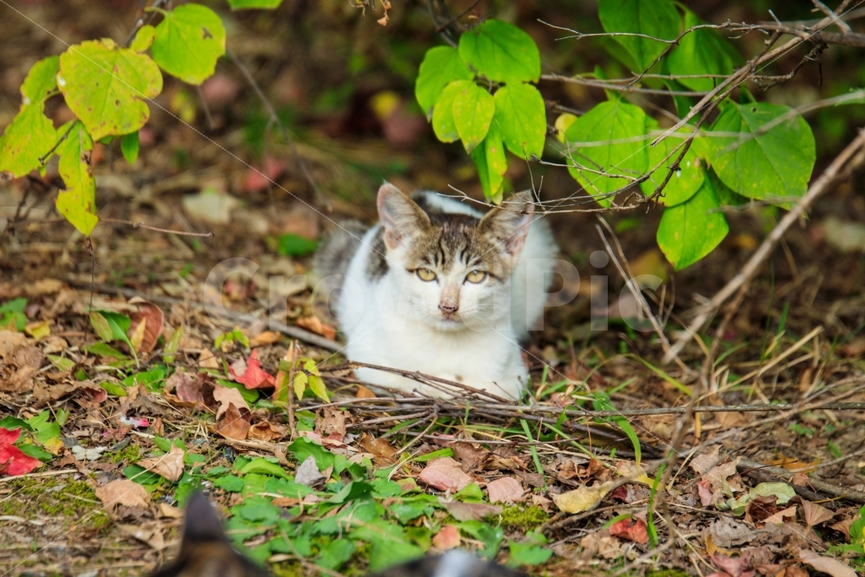고양이,냥이,길냥이,야옹,길고양이,동물,animal,포유류,mammal,고양이,cat,kitten,kitty