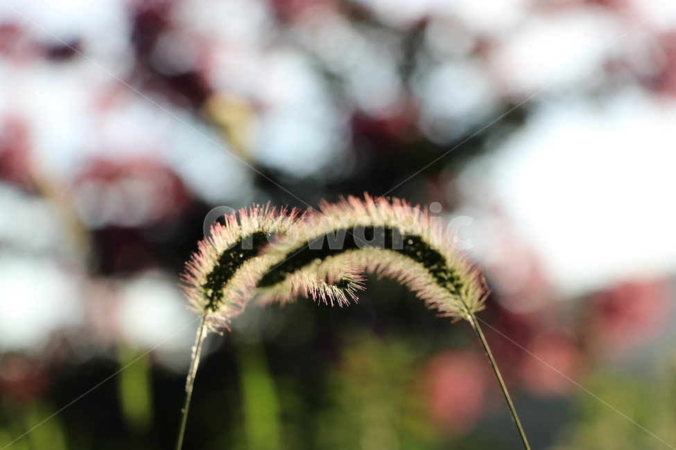저녁놀,일몰,버들강아지풀,근접촬영,야외,식물,자연,식물,자연,plants,nature,감성,sensible,feeling