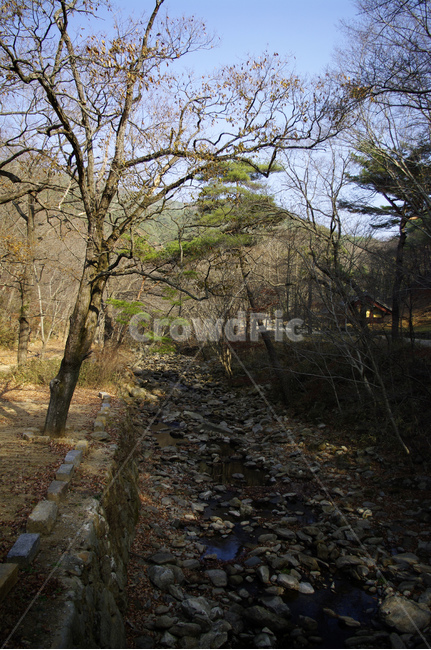 나무,식물,plant,겨울,tree,자연,풍경,nature,landscape,ground,바닥,dirt road,흙길,road,도로,gravel,자갈