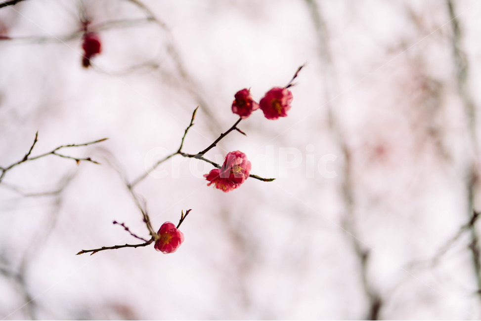 봄,홍매화,매화,꽃사진,꽃,근접촬영,꽃촬영,홍매화사진,봄,계절,spring,season,식물,자연,plants,nature,꽃,flower,감성,sensible,feeling,plant