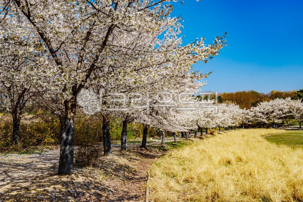 벚꽃, cherryblossoms, 플라워, flower, 4월, 사진,이미지,일러스트,캘리그라피 - 드래곤볼작가