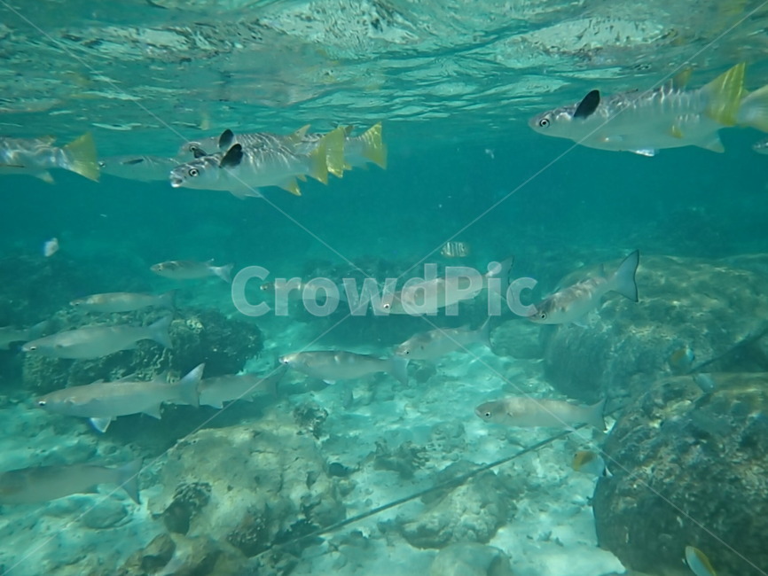 일본,japan,오키나와,okinawa,바다,sea,물고기,fish,스노쿨링,snorkeling